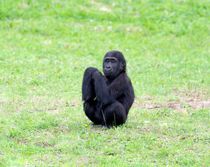 
gorilla cub sitting in the grass