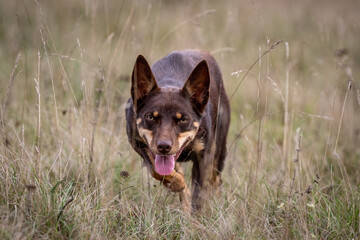 Australian Working Kelpie