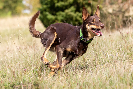 Australian Working Kelpie