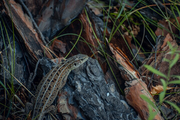 The sand lizard (Lacerta agilis) on a wooden beam in the grass. Green lizard close up.