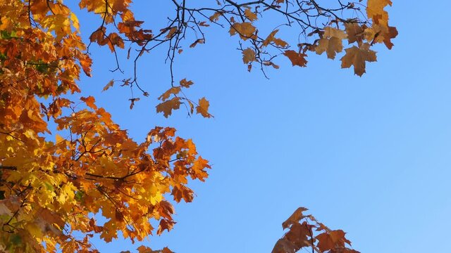 Maple trees with autumn branches and leaves on blue sky background at fall park