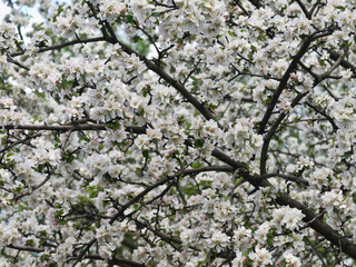 Plentiful flowering of fruit tree in the spring