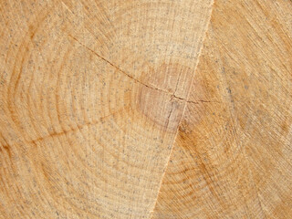 Close-up of a cross section of a tree stump showing aging circles