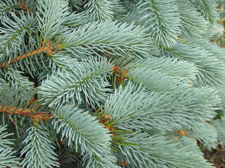 needles blue fir-tree
