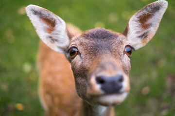 Hirschkuh Nahaufnahme / Portrait