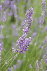 Fototapeta premium Field of Lavender, Lavandula angustifolia, Lavandula officinalis 
