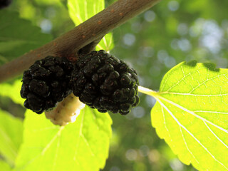 mulberry tree closeup
