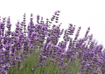 Obraz premium Field of Lavender, Lavandula angustifolia, Lavandula officinalis , isolated on white background