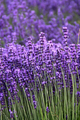 Obraz premium Field of Lavender, Lavandula angustifolia, Lavandula officinalis 