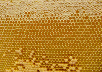 Honeycombs with honey. Natural background. Nectar Apiculture