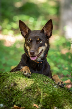 Australian Working Kelpie