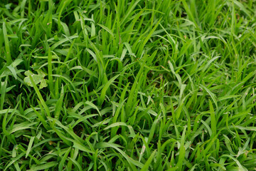 Green grass natural background texture, Lawn for the background