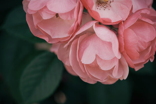 Pink rose in the rose garden - Processed with VSCO with e2 preset