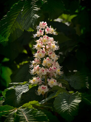 Fototapeta na wymiar Flower on chestnut branches