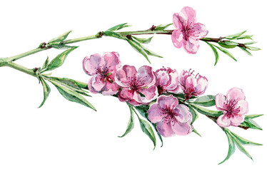 Illustration  watercolor flowers peach on white background.  Floral spring composition for card .