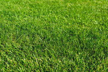 Green grass lawn in the garden, green flooring making concept, football pitch training or golf lawn. Green grass texture background, ground level view. Abstract natural background with selective focus