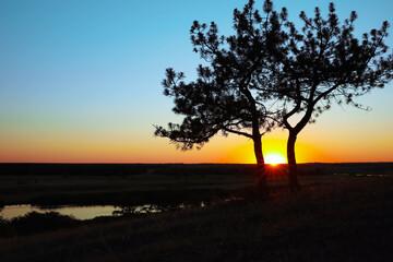 Plakat Picturesque view of tree near river at sunset