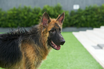 German shepherd wet outside house lawn