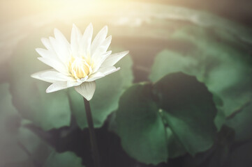 Beautiful white Lotus Flower with green leaf in in pond.