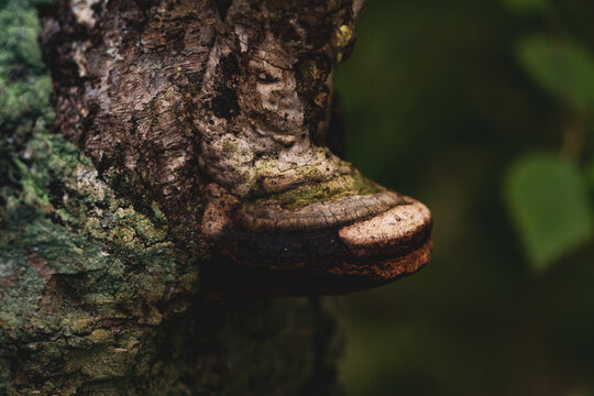 Close up of fungus on tree