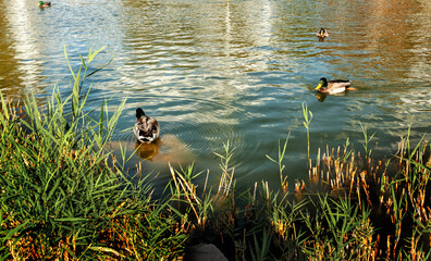 Ducks swim and feed near coast of pond in city park on autumn day