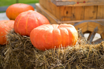 big orange pumpkins in the sun