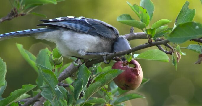 Blue jay eating apple in apple tree.