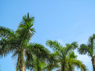 Fototapeta na wymiar Palm trees against blue sky background. Beautiful view up on a sunny summer day in Miami, Florida, USA.