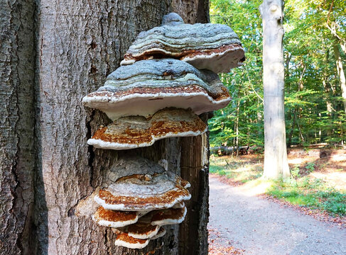 Bracket fungus on tree.