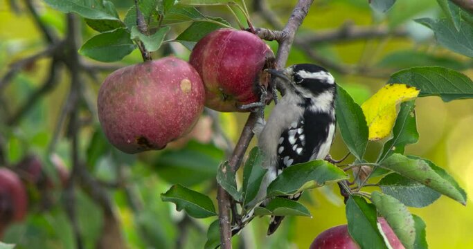 Downy woodpecker eating apple in apple tree.