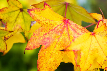 Obraz premium 街路樹の紅葉