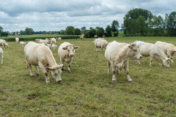 Obraz na płótnie Canvas Weiße Kühe in der Normandie