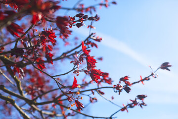 maple leaves on the branch