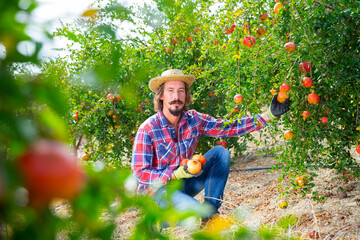 Fototapeta premium Portrait of adult farmer in process of harvesting ripe pomegranate on organic plantation