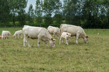 Fototapeta na wymiar Weiße Kühe in der Normandie