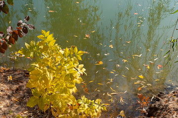 Autumn landscape. Lake in the park in autumn. Reflections in the water. Autumn trees and plants. Lake. Gold autumn. Yellow, orange, red, brown, green leaves. Blue sky