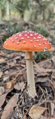 fly agaric mushroom