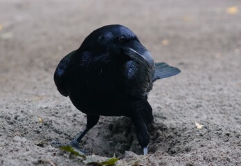 raven on the ground - 386460916