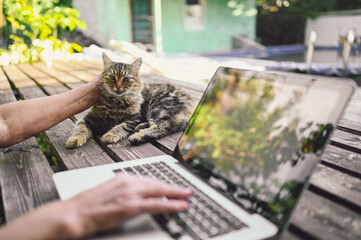 Hands of senior woman stroking fluffy street cat and working on a laptop online outdoors in summer