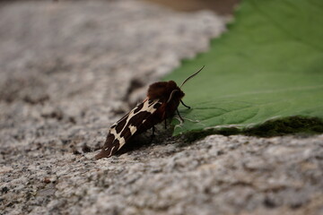 Night butterfly arctica caja with orange wings
