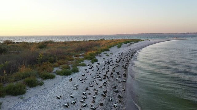 Aerial video flying over ducks birds on Kinburn spit in summer time. Coast of Black sea on Kinburn peninsula, Ukraine. 4k UHD drone footage