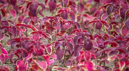 plants with purple leaves