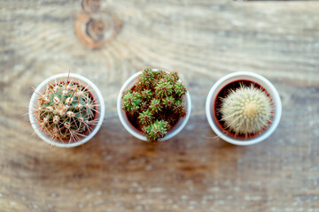 Three small cactus in white little pots on wooden table near window. Selective focus with copy space, natural day light. Home plants, gardening concept. Top view.