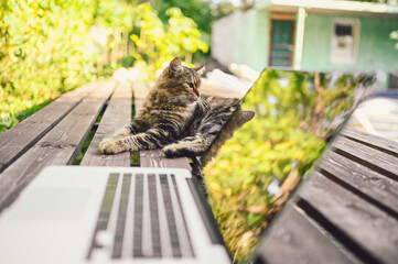 Fluffy street cat sitting on a bench with laptop computer tree reflections outdoors in summer garden