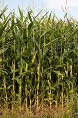 Corn plants