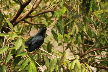 Asian Koel Bird on Branch of Tree