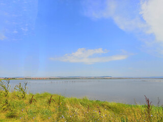 flock of birds pink flamingo walking on the blue salt lake of Bulgaria in the city of Pomorie, the concept of romance delicate background of love