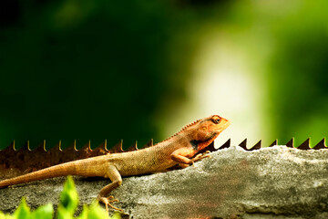 Chameleon on the wall with green background.