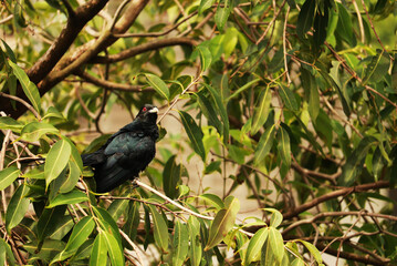 Asian Koel Bird on Branch of Tree