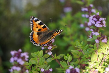 Beautiful butterfly aglais urticae with colorful wings